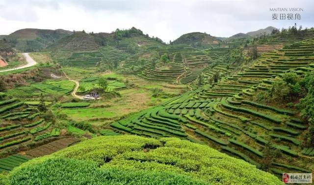揭阳那么美丽的茶山我想和你去走走品品茗