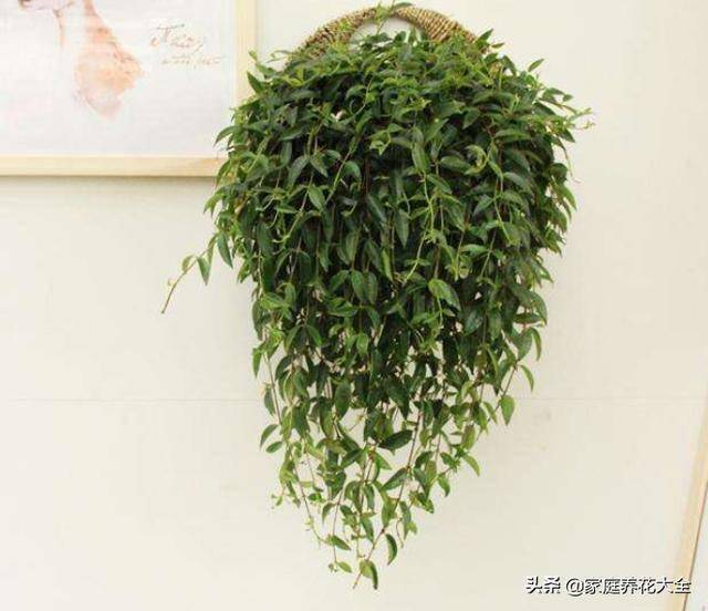 柳叶吊兰又掉叶子了,都是因为这3点_养护