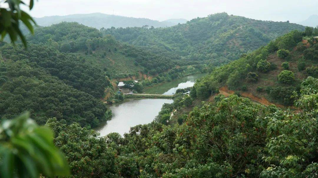 预订桂味荔枝果肉q弹核小清甜桂花香