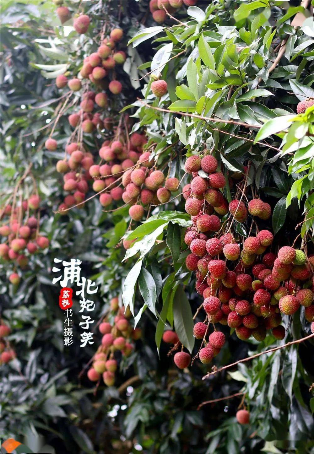 浦北妃子笑荔枝熟了尝鲜要趁早