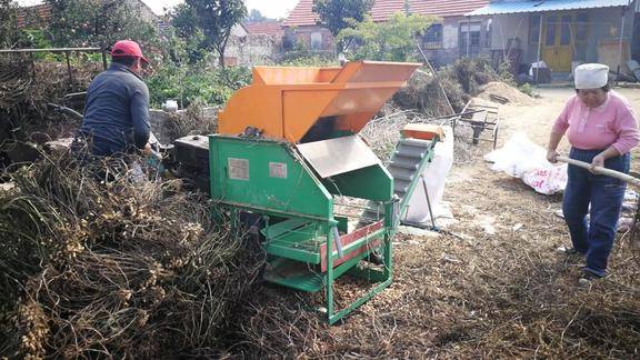 实拍威海农村用小机器打花生的场景