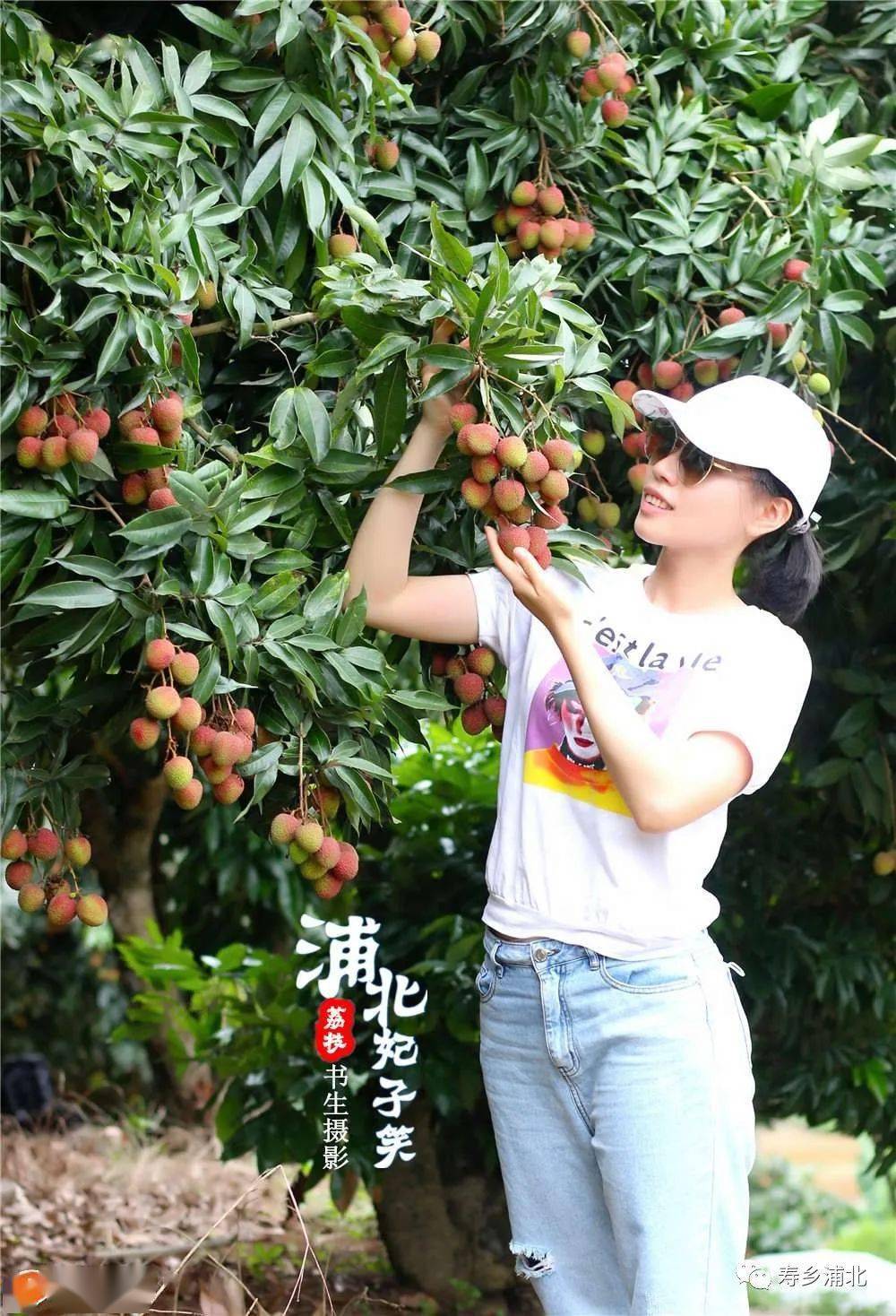 浦北妃子笑荔枝熟了!尝鲜要趁早!