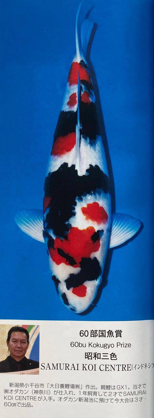 我们今天来看一下第51回全日本总合锦鲤品评会其他获奖锦鲤吧~除了