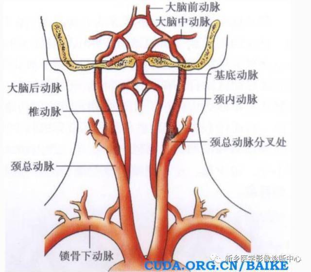 正常头颈部血管解剖图图片