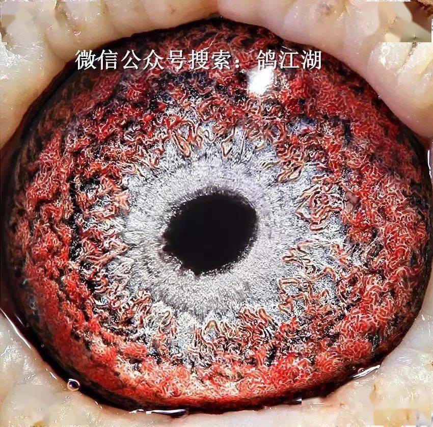 鸽眼养人最沉迷的部位?_种鸽