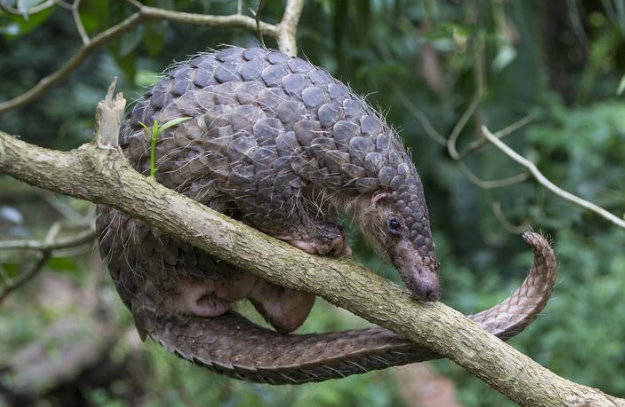 清凉峰自然保护区首次拍摄到国家一级保护动物中华穿山甲