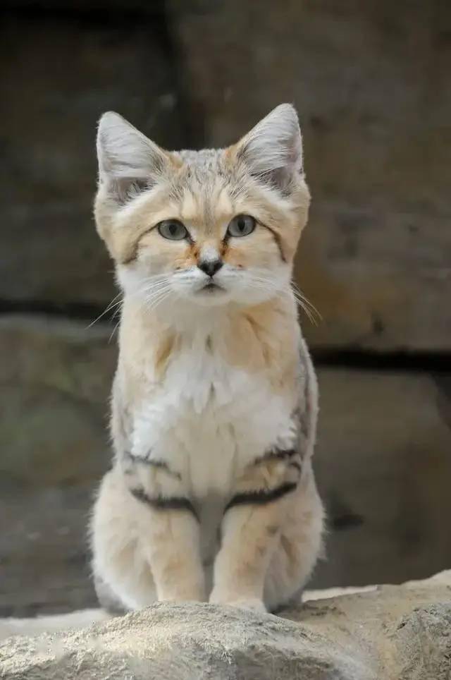 出生仅47天的沙漠猫幼崽,凭借自身美貌一举登上日本各大新闻报刊,太