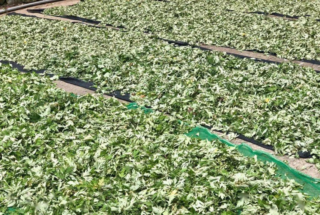 晒艾叶从2018年至今,海艾育苗基地种植有12亩艾草,今年下半年可分苗