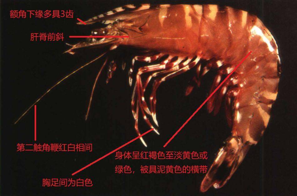 朋友们,请收好这份"虾科全书"!_明对虾