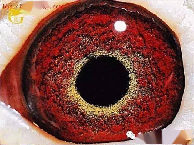 真正的杨阿腾鸽眼