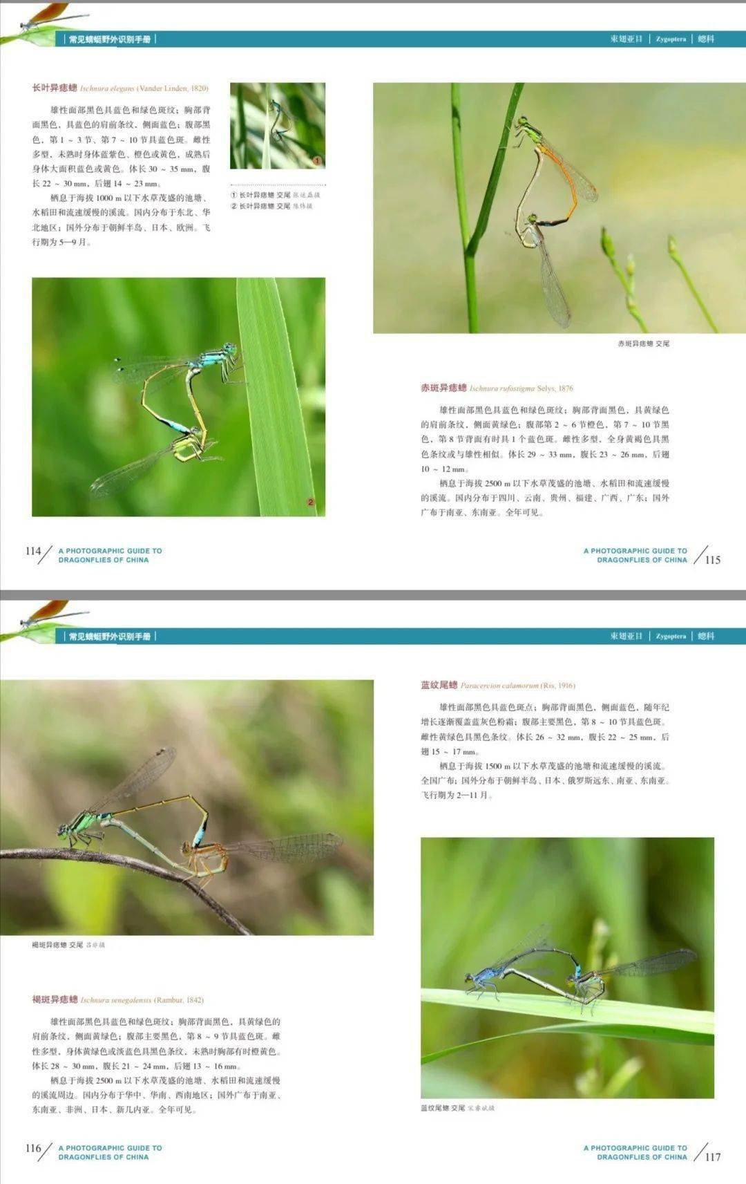 新书推介常见蜻蜓野外识别手册先行定制版全款预售