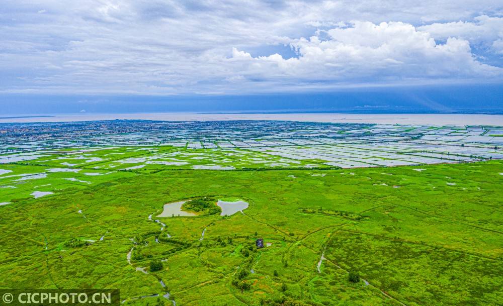 江苏泗洪:万顷湿地绿如海