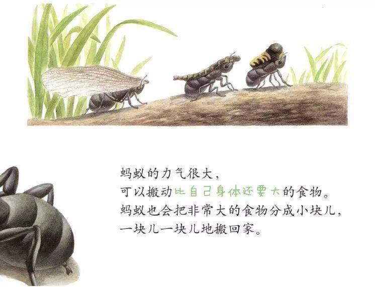 【绘本时光】大力士——蚂蚁