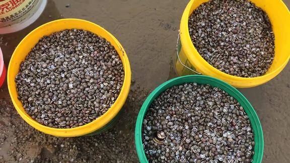 小伙去赶海遇见海边难得一见的现象几分钟捡了上万只海钱螺