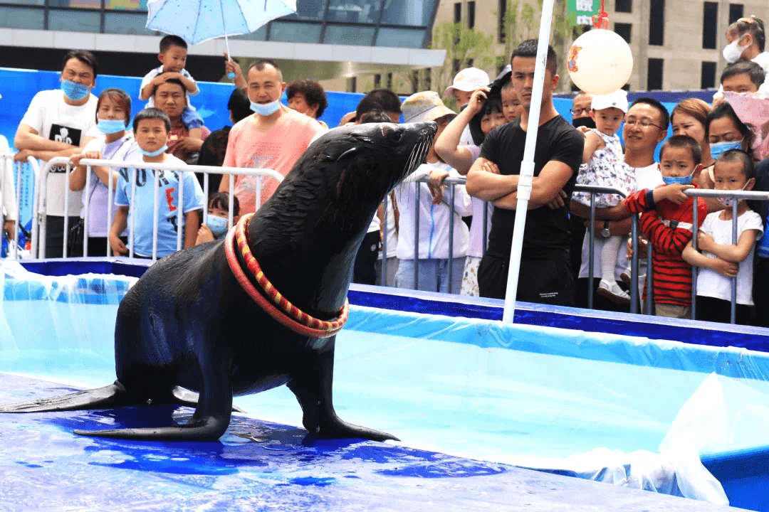 憨態可掬海獅是智商最高的動物之一現場圖精彩海獅表演,萌到停不下來!