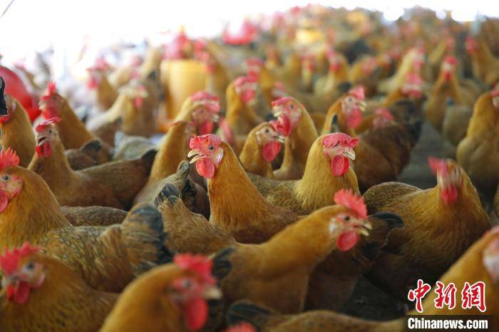 村民"拎包管理"养鸡场 海南文昌鸡变"脱贫鸡"