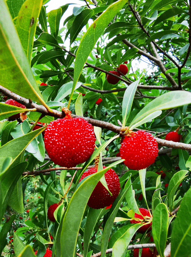 杨梅红了六月宜兴竹海不见不散