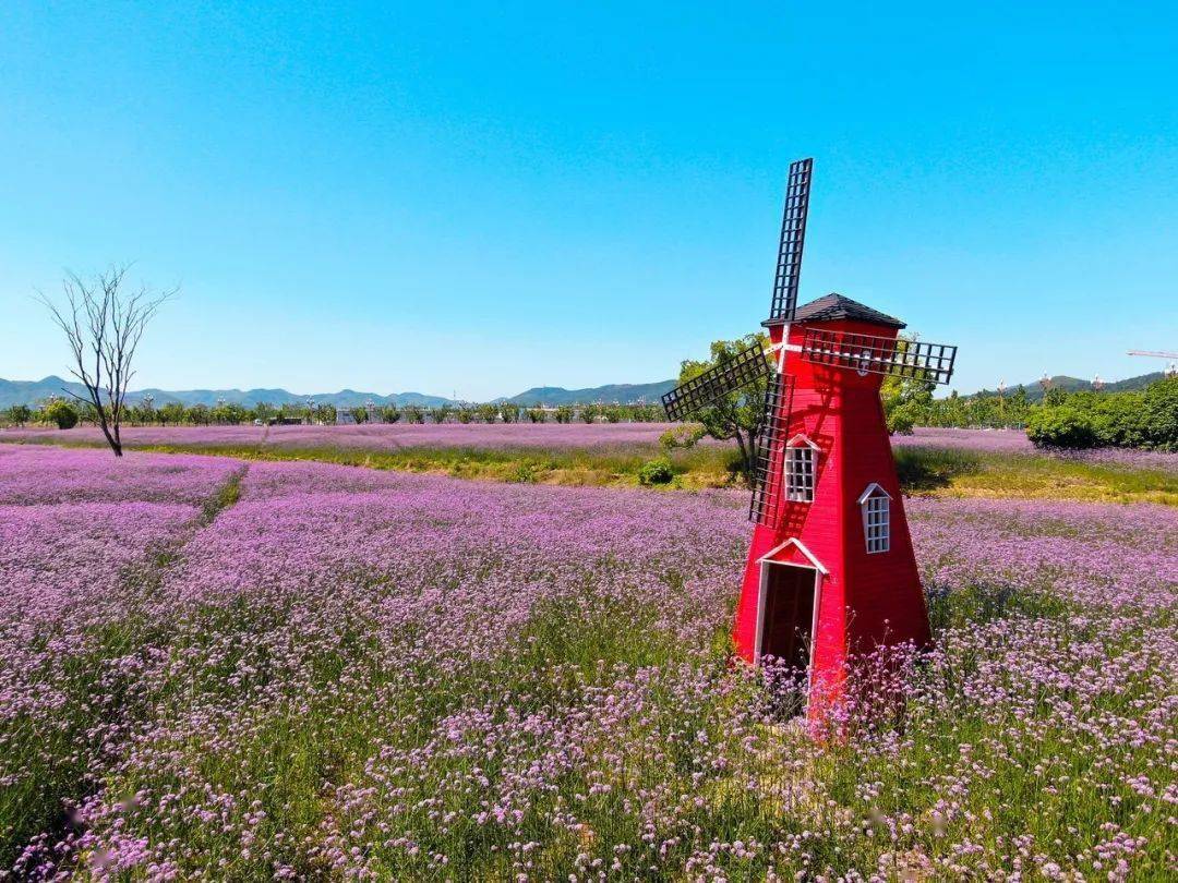 紫色浪漫!快来打卡家门口的"普罗旺斯"!