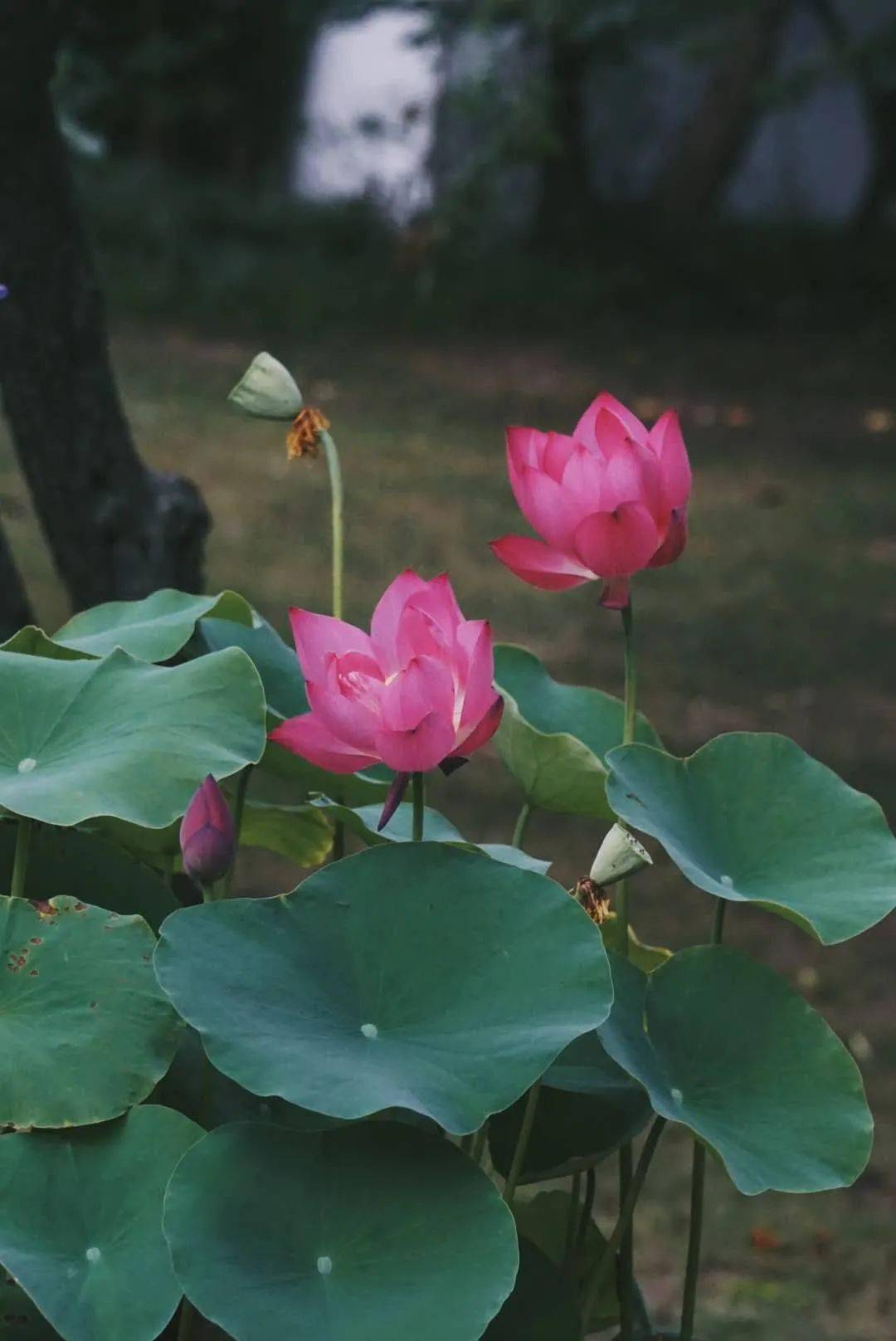 【南京城事】赏荷听雨,美哉!_荷花