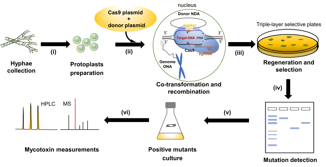 微生物所高书山研究组建立适用于多核工业菌株的基因编辑系统
