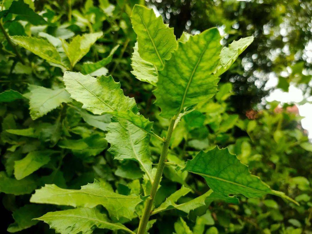 栾樨又叫阔苞菊,格杂树,具有消暑,暖胃去积,治风湿骨痛的功效.