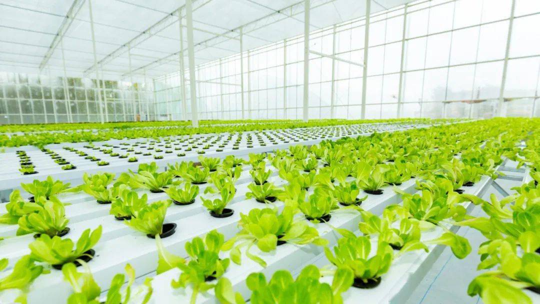 今年底我省要完成100个数字农业工厂试点示范