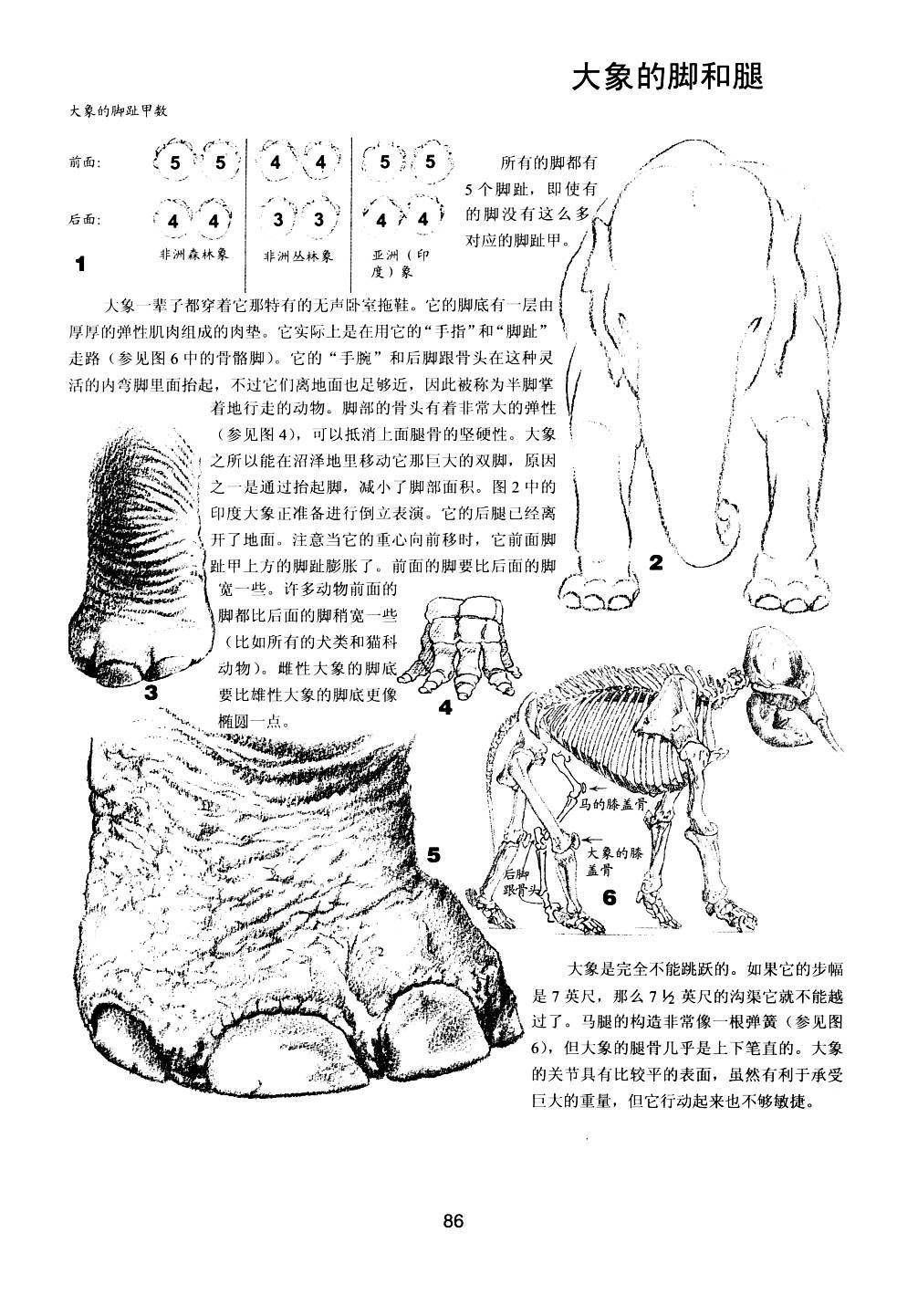 世界绘画经典教程：动物素描-搜狐大视野-搜狐新闻