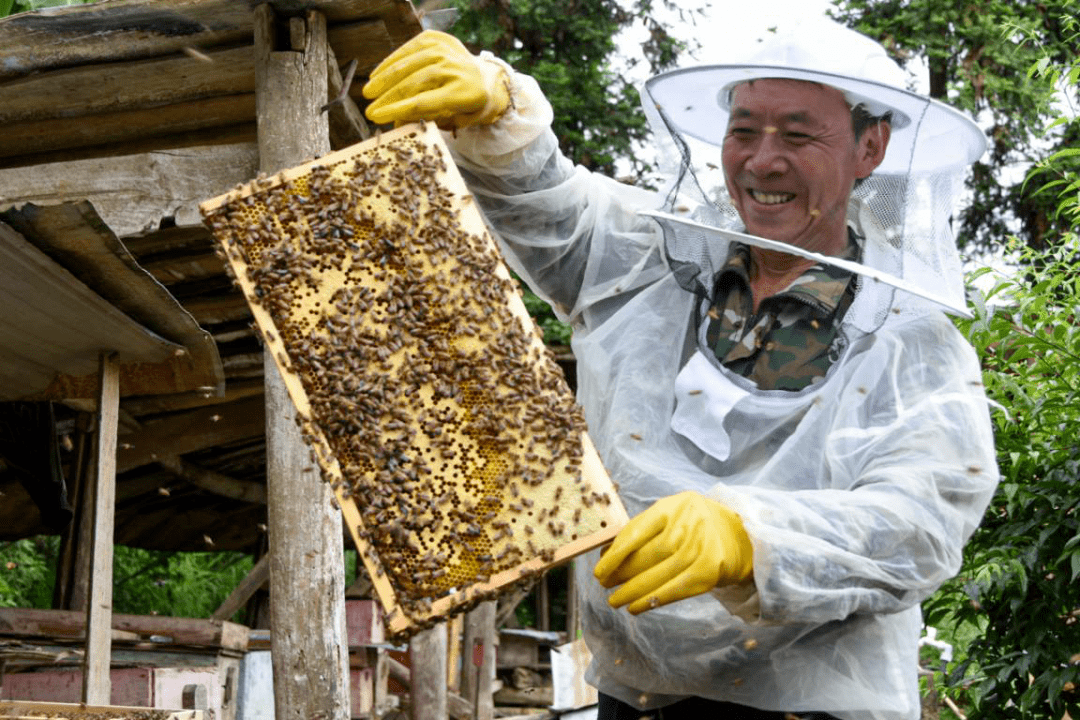 大山深处,余庆有这样一位养蜂人