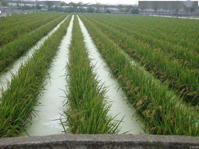 稻渔综合种养生产技术指南_稻田