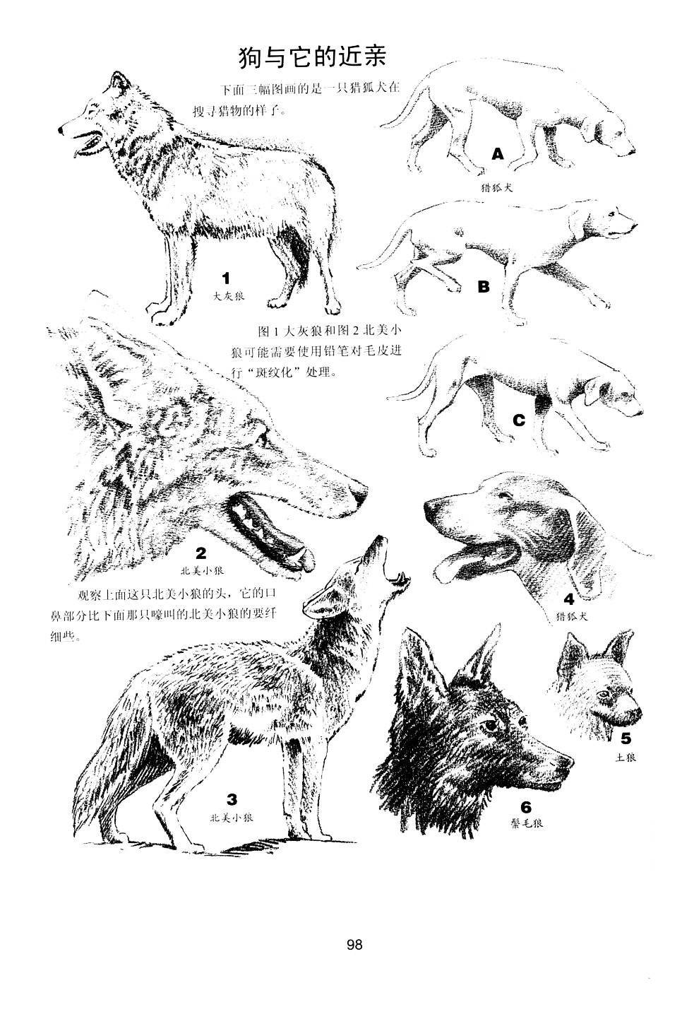 世界绘画经典教程：动物素描-搜狐大视野-搜狐新闻