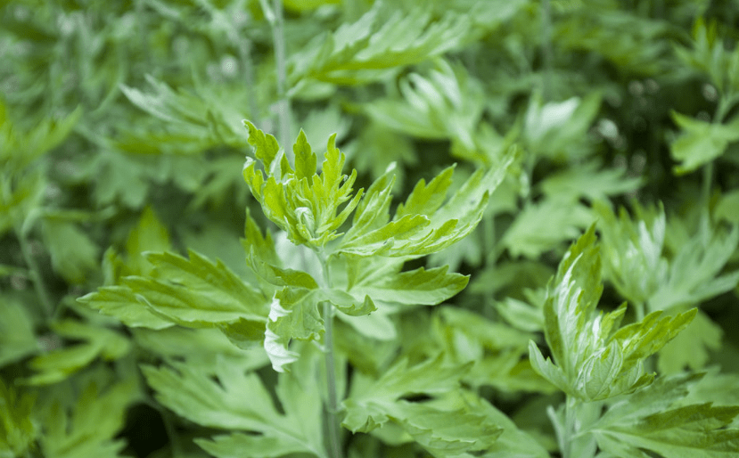 秦岭山下草萋萋_艾灸