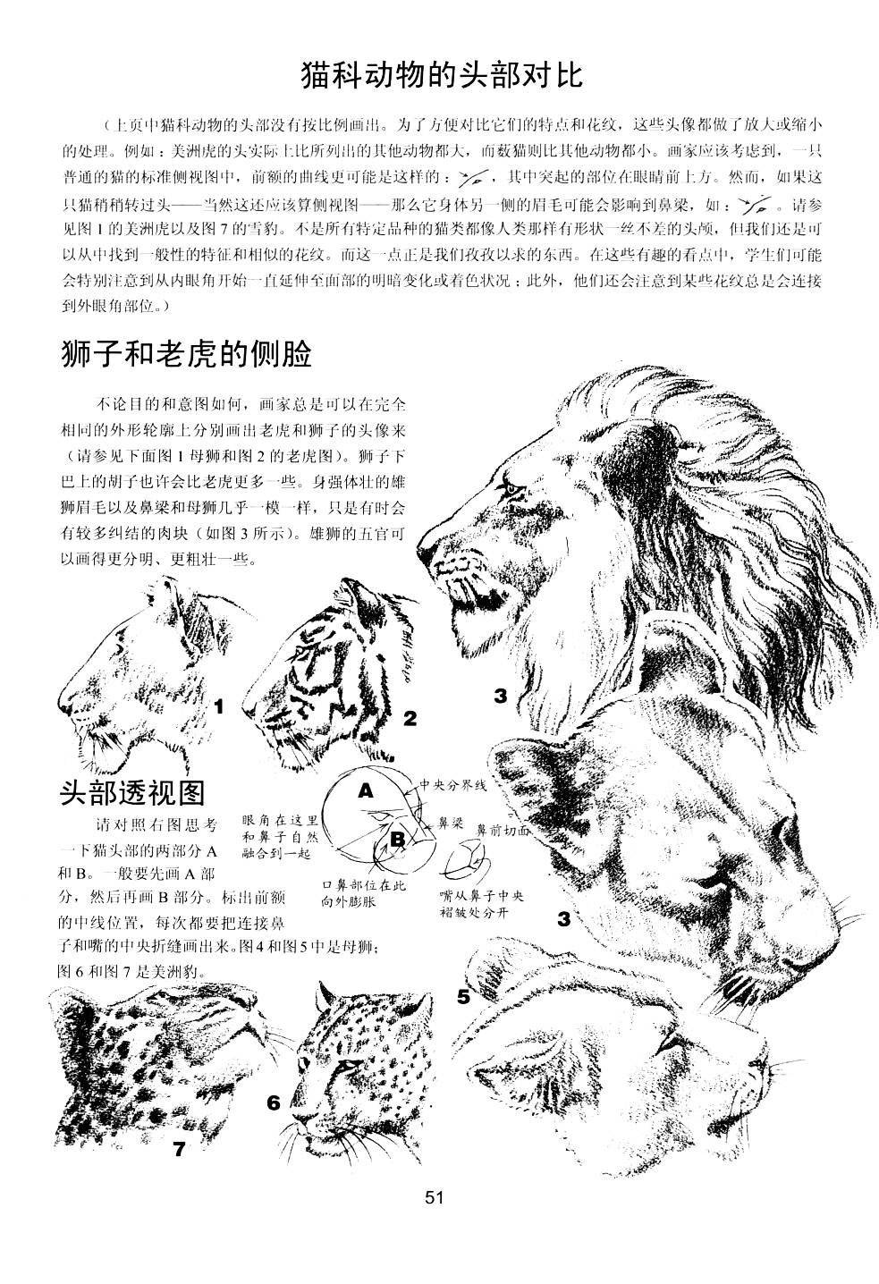 世界绘画经典教程：动物素描-搜狐大视野-搜狐新闻