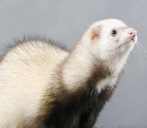 首次!丹麦称养殖貂体内发现新冠病毒