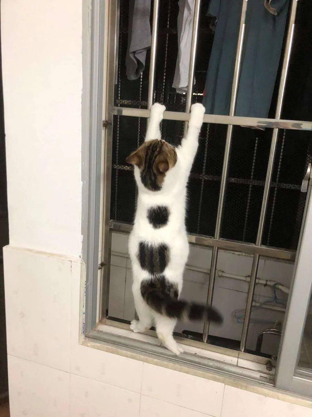 网友说自己家的猫咪最喜欢爬窗,发图后大家纷纷说快送猫咪去体校吧,不