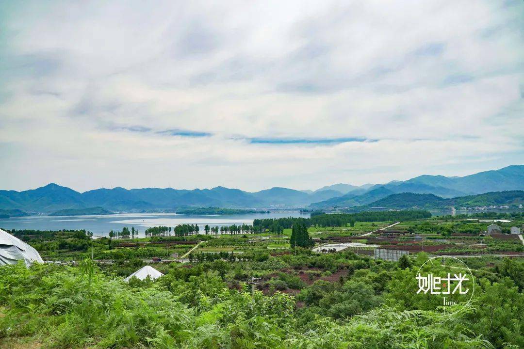 一眼望尽红杉林梁弄这片山头最有文化的杨梅和你想象的不一样