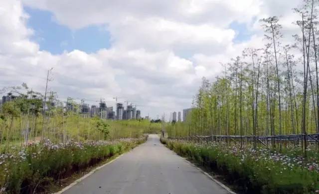 快看!北城竹海三期又有新进展,总面积约500亩