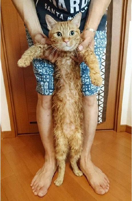 一只猫究竟可以有多长答长到你无法想象