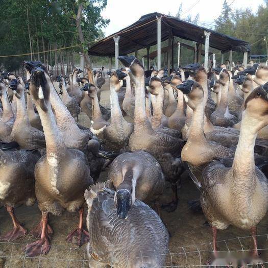 合浦沙岗镇:"合浦狮头鹅",特色产业旺