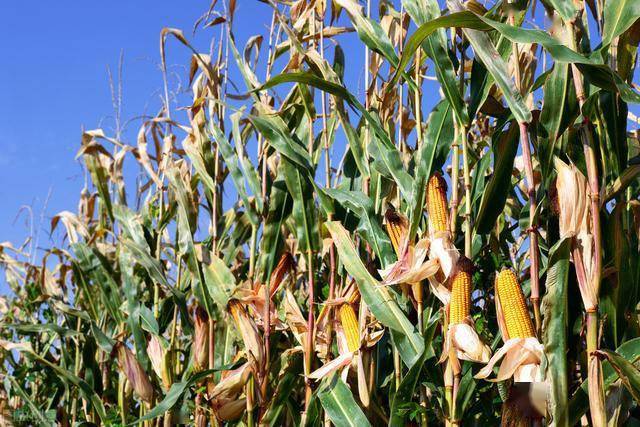 大田玉米丰产高效种植技术加强田间管理工作确保玉米增产增收