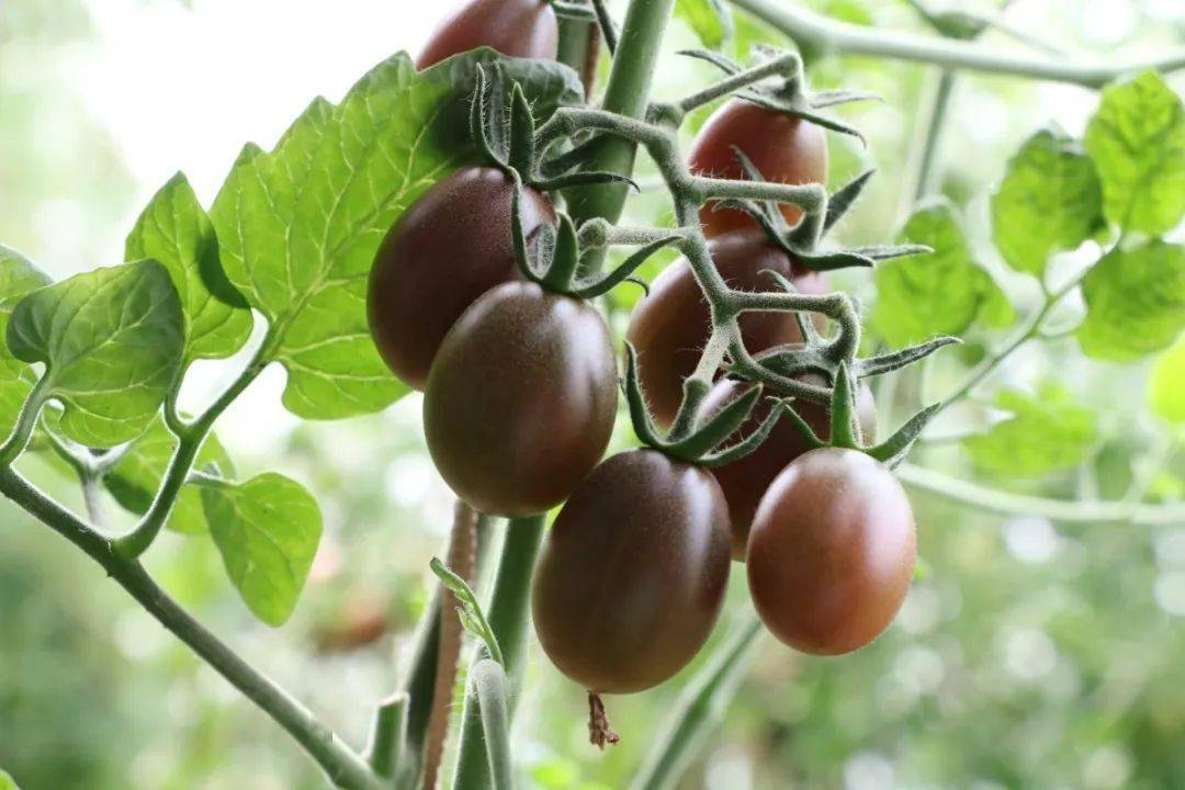 走进大棚,可以看到柿子有普罗旺斯,粉妃,紫桃,黑罗