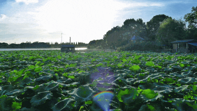 photo by 子申蔡浜村位于金泽镇,三面环淀山湖,素有水中蓬莱的美誉.