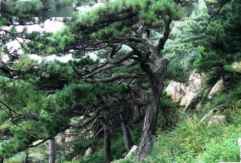 行者松景此处称奇