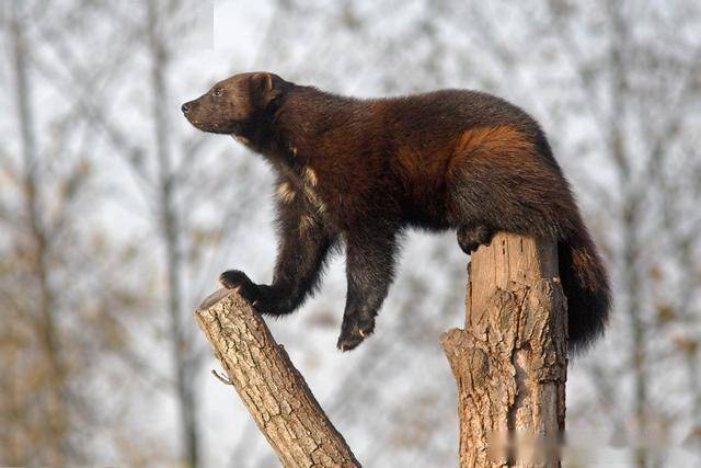 鼬科动物的老大体重仅20公斤能单杀150公斤的动物