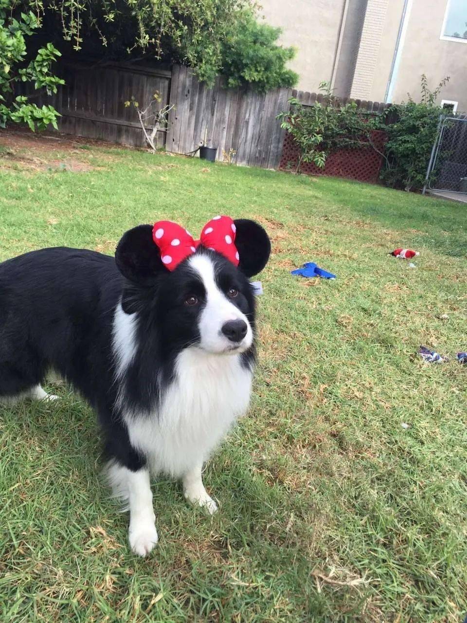 【汪星百科】千呼万唤的边牧来了!