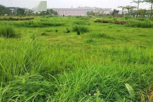 这个除草剂更厉害,可杀所有恶性尖叶草,5天死草,15天彻底根除
