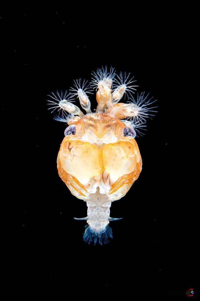 黑水摄影,揭秘海洋生物私生活