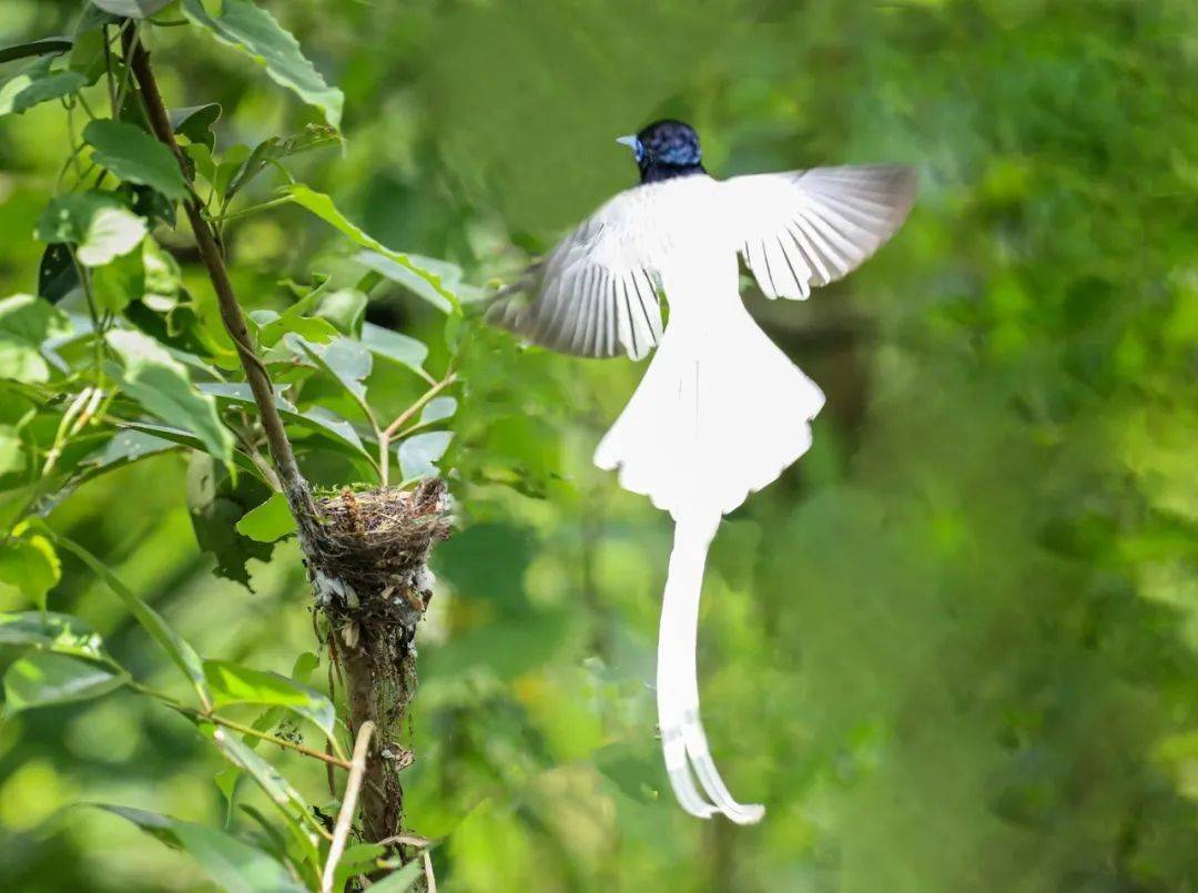 巫山灵鸟满山飞!(附大量图片)