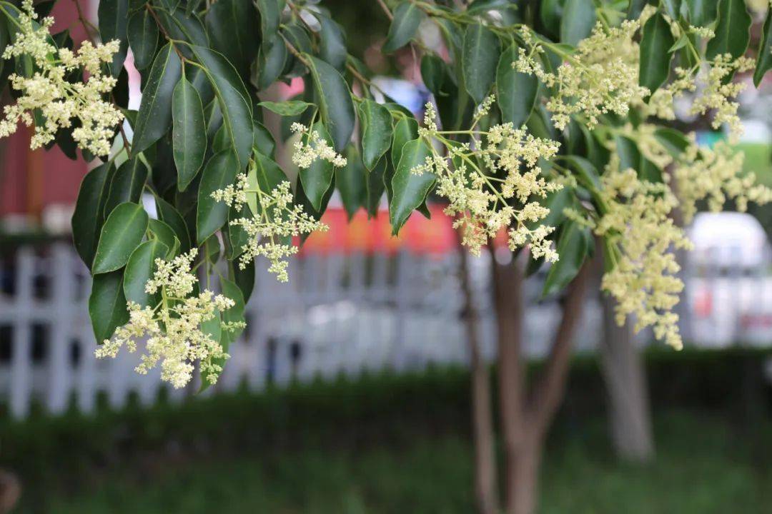 猜您喜欢济南旅游学校校园美景之女贞花开