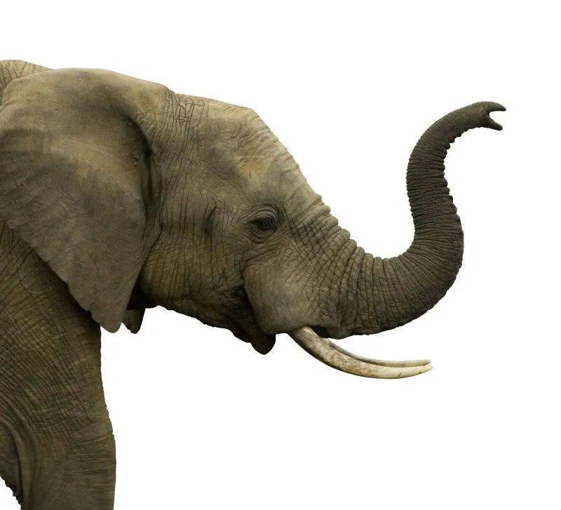 大象鼻子构造图解图片