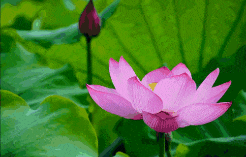 500_319gif 动态图 动图